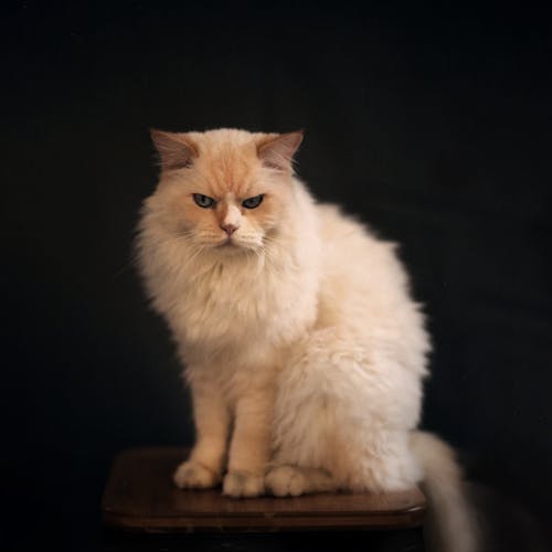 White Cat on Brown Wooden Stool