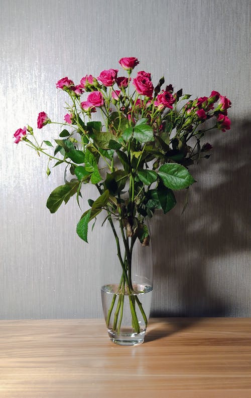 bahçe gülleri, güzel çiçek içeren Ücretsiz stok fotoğraf