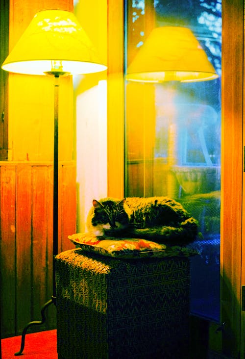 Foto stok gratis biji-bijian, film 35mm, kucing