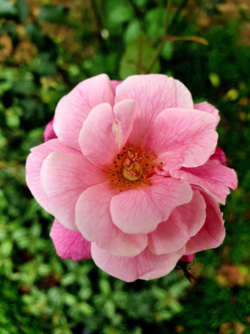 Close-up of a Japanese Camellia