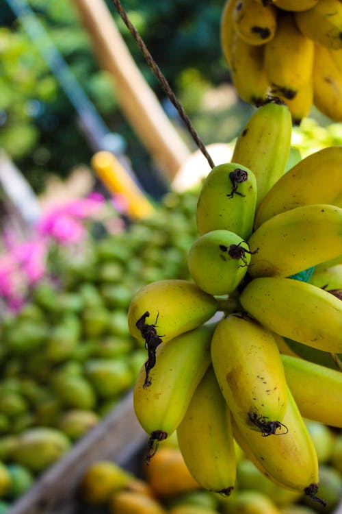 Free stock photo of banana, fruta, mexico