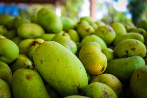 Free stock photo of green, mango, mexico