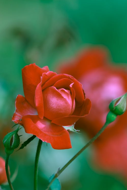 Free Close-up of a Rose Stock Photo