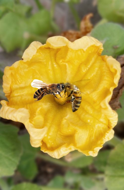 Free stock photo of flowers, honey, honey bees on flower Stock Photo