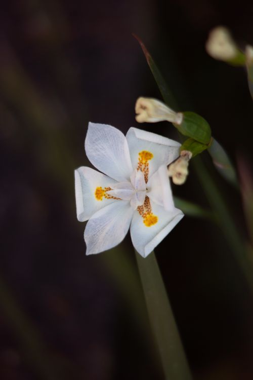 Free A stunning close-up shot of a delicate white wood iris flower with a blurred background, showcasing its intricate petals and stamen. Stock Photo