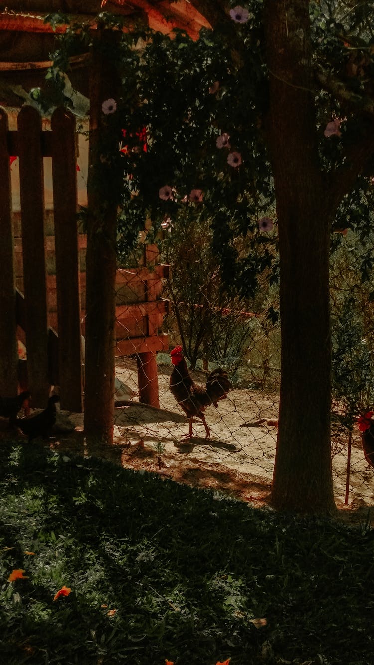 Rooster Walking In Backyard Of Countryside House