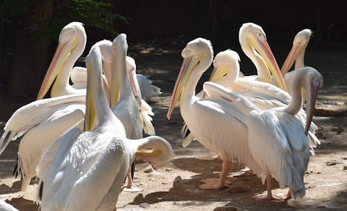 A Pod of Pelicans on the Ground