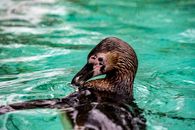 A Mallard Swimming on the Water