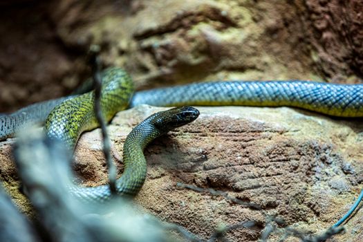 A Tiger Snake Slithering on Rocks