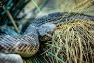 Rattlesnake on Brown Nest