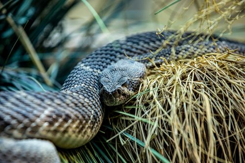 Free Intimate close-up of a rattlesnake resting in grass, showcasing its texture and natural colors. Stock Photo