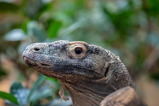 Detailed close-up of a Komodo dragon (Varanus komodoensis) with vibrant green foliage background.