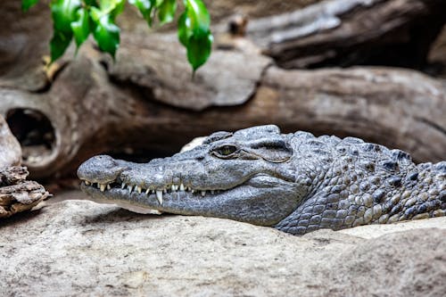 Imagine de stoc gratuită din a închide, chordata, crocodil