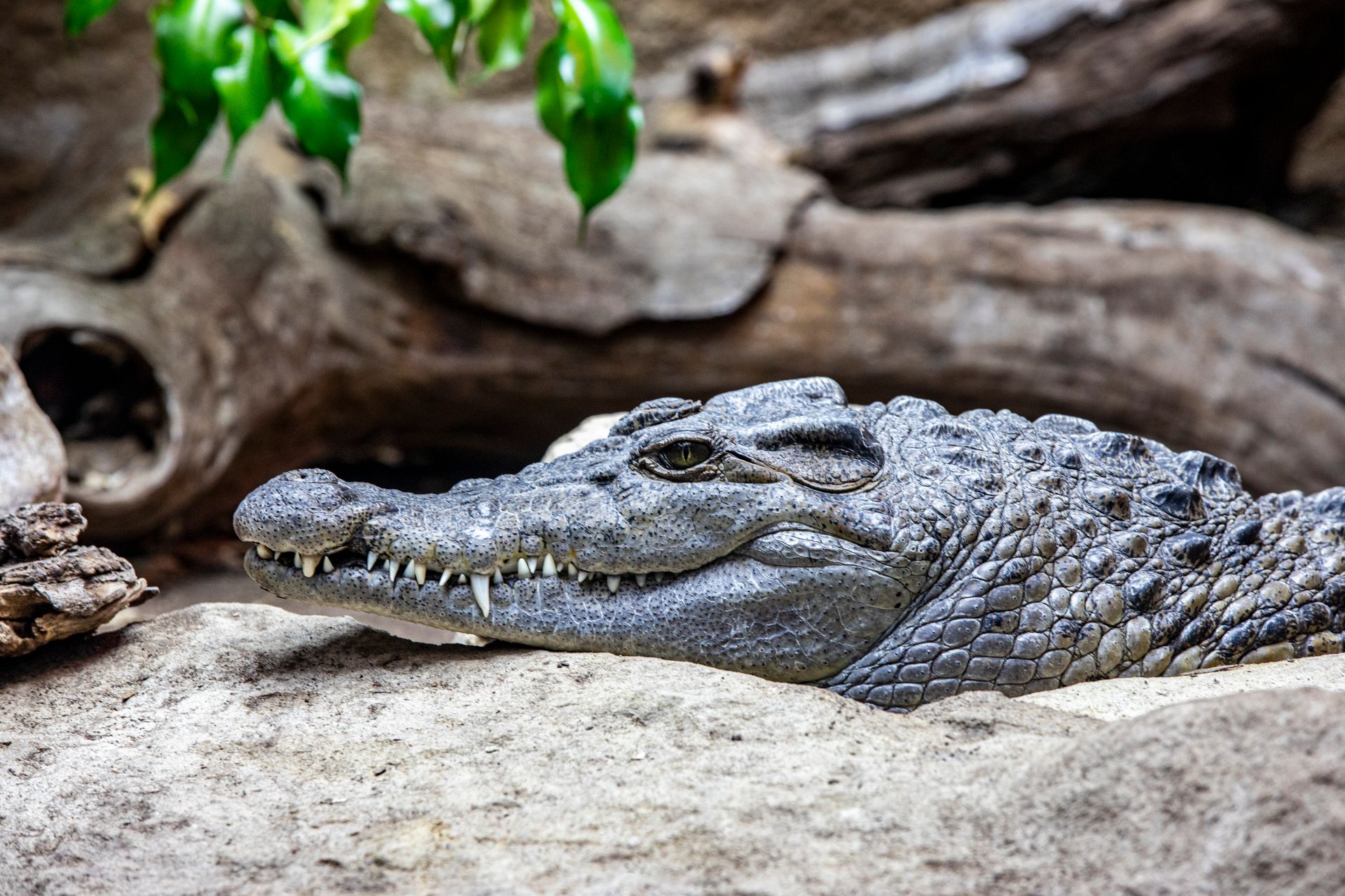 Detailed close-up of a crocodile resting on rocks, showcasing its scaly texture and fierce eyes.