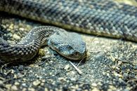 Free stock photo of animal, beauty, camouflage
