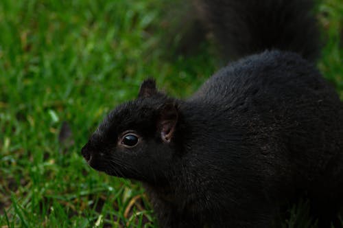 Free stock photo of black squirrel, eastern gray squirrel, morph
