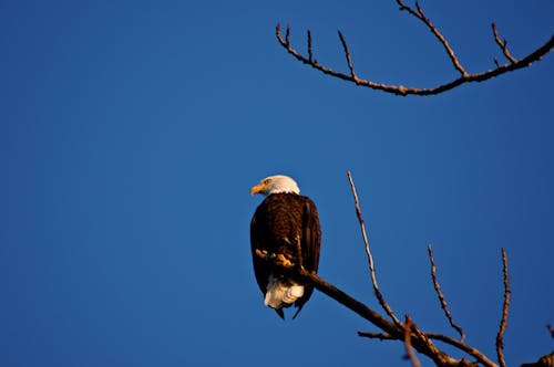 Free stock photo of bald eagle, looking, sitting