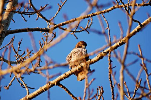 Free stock photo of hawk, looking at camera, red tailed hawk