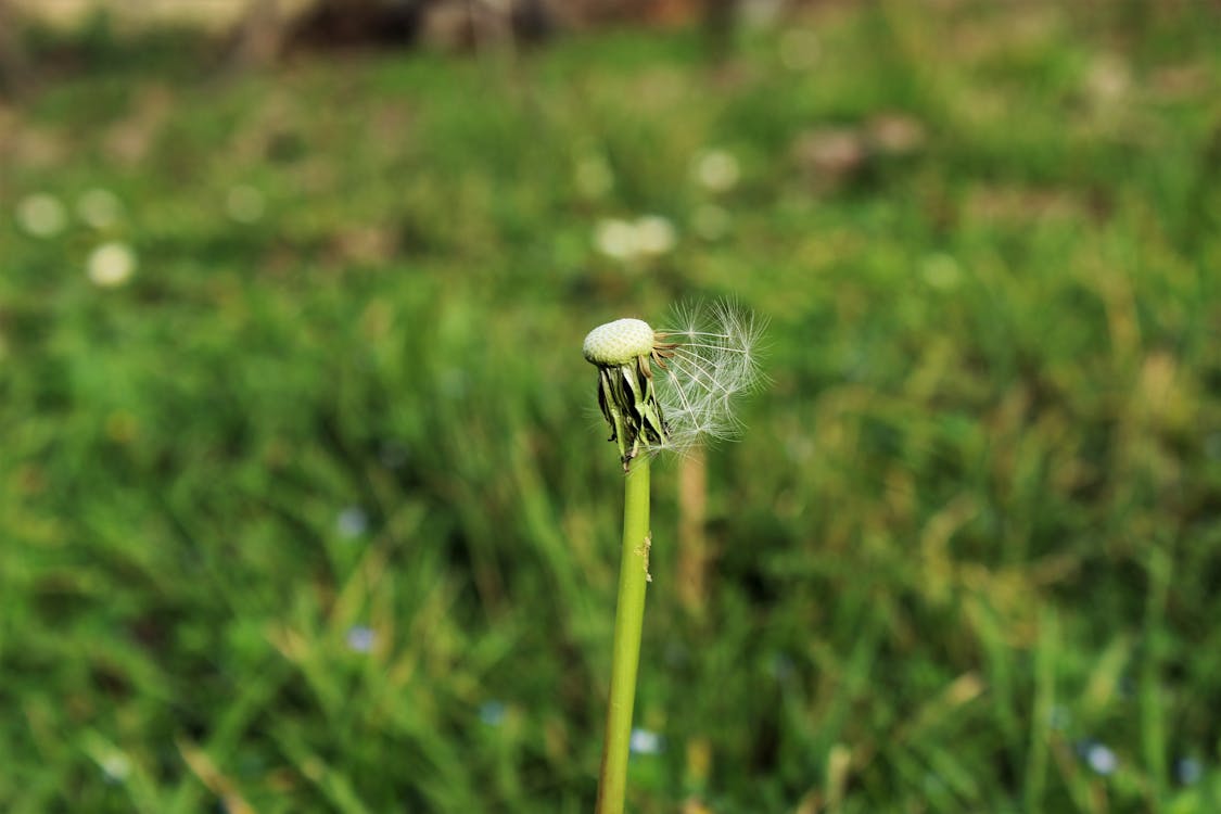 Selective Focus Photograph of a Dandelion