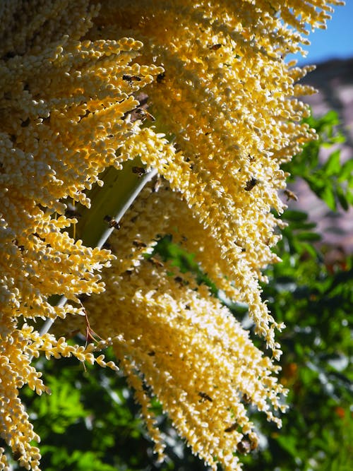 Gratis lagerfoto af allergi, bier, blomst