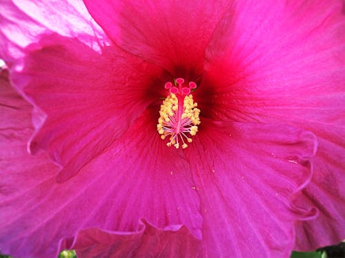 Free stock photo of bloom, flower, hibiscus Stock Photo