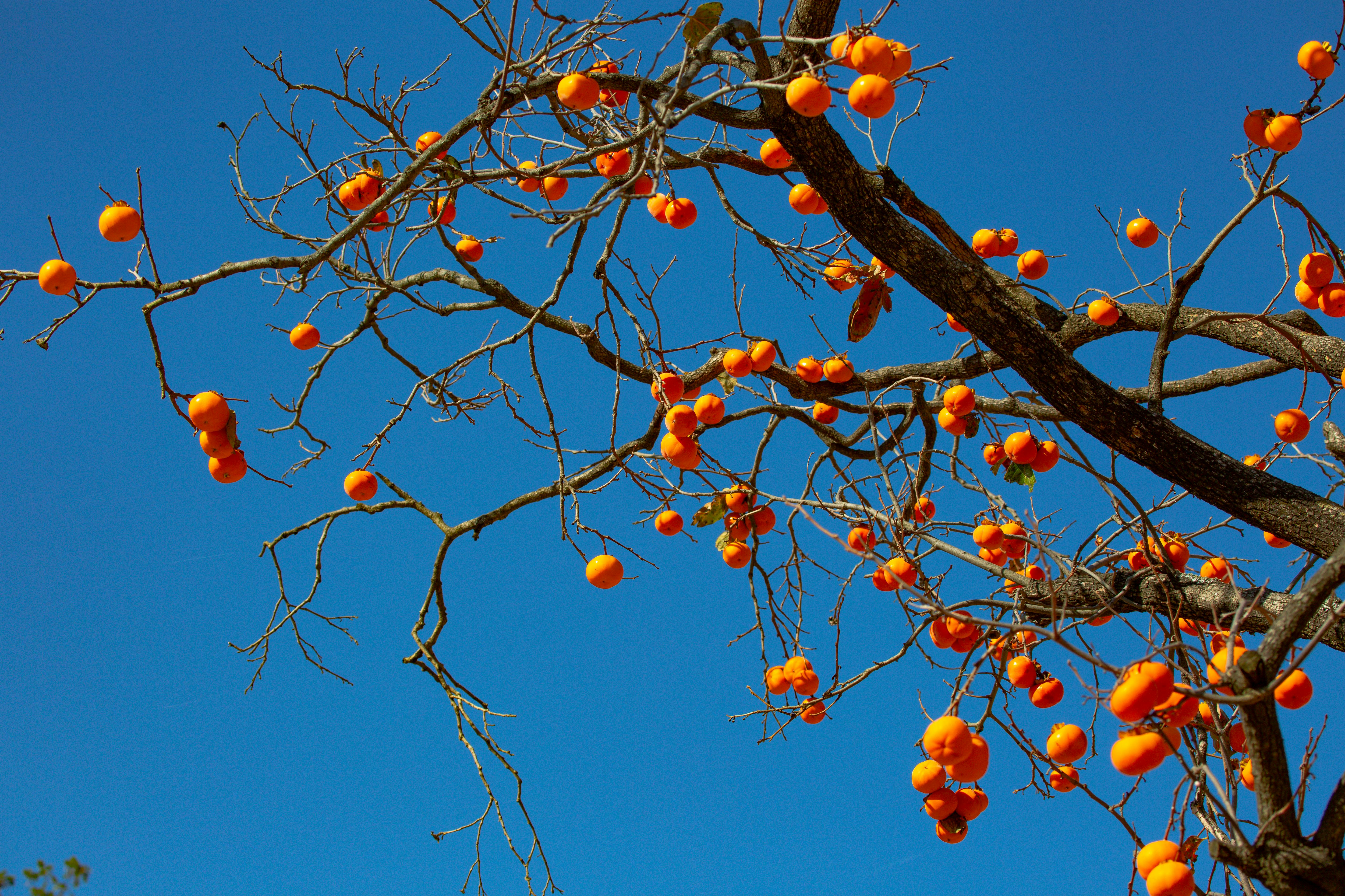 Best Budget Robot Vacuum for Pet Hair