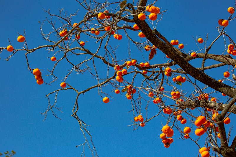 High humidity removal equipment