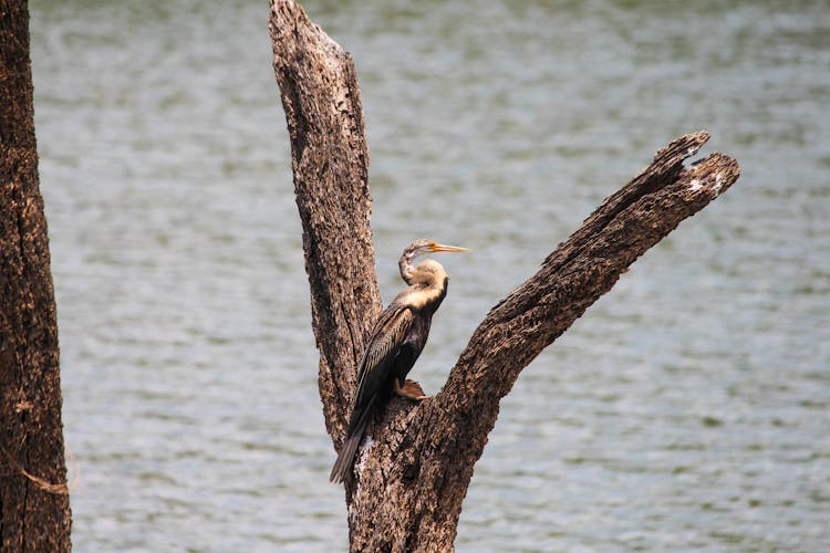 Anhinga Bird Resting On Brown Tree 