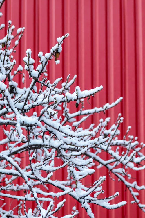 Základová fotografie zdarma na téma červená zeď, detail, sníh