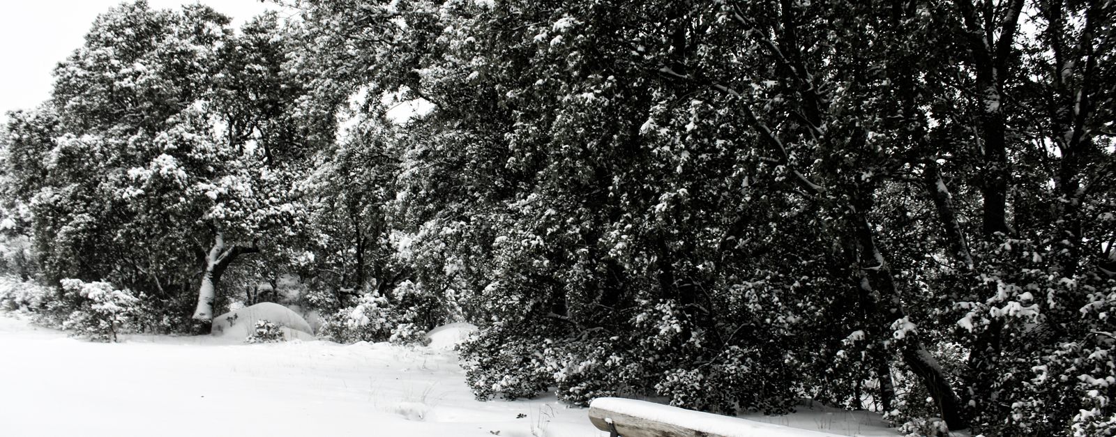 A serene snow-covered bench amidst winter trees in Collado Villalba, Spain.