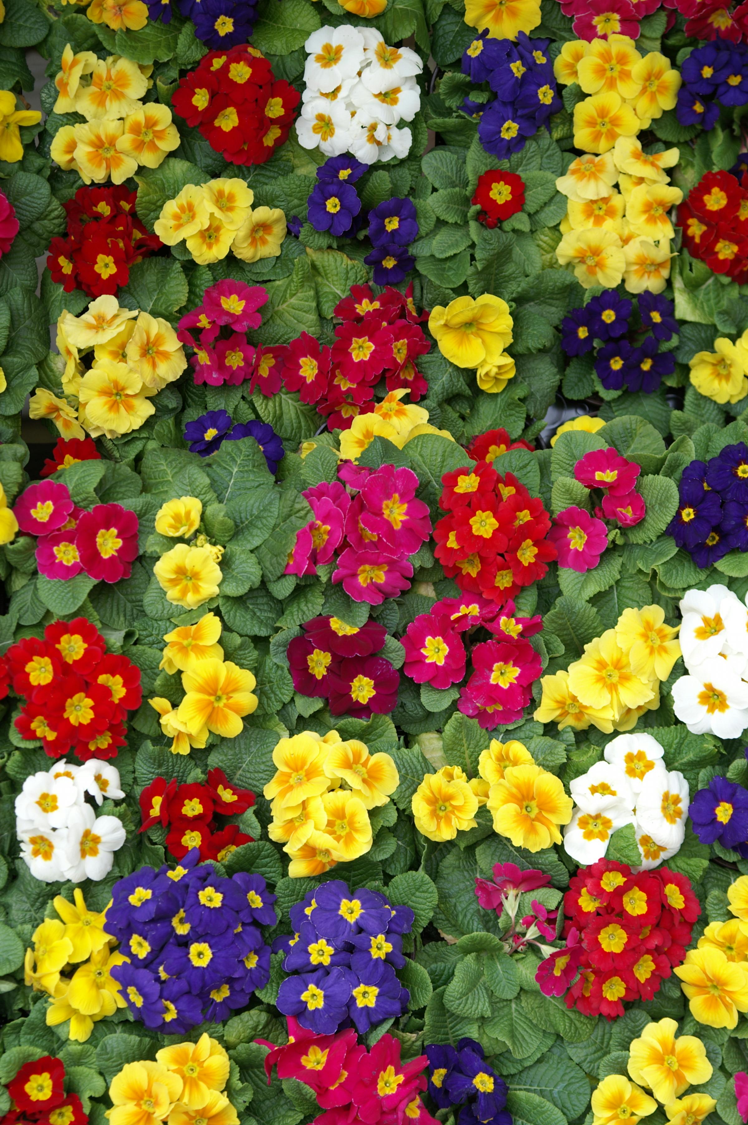 Pansies Photos, Download The BEST Free Pansies Stock Photos & HD Images