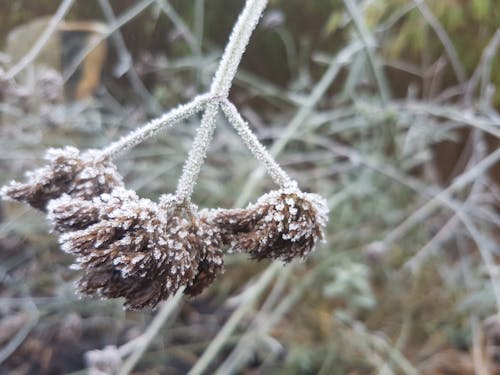 Fotos de stock gratuitas de hielo, invierno, marrón