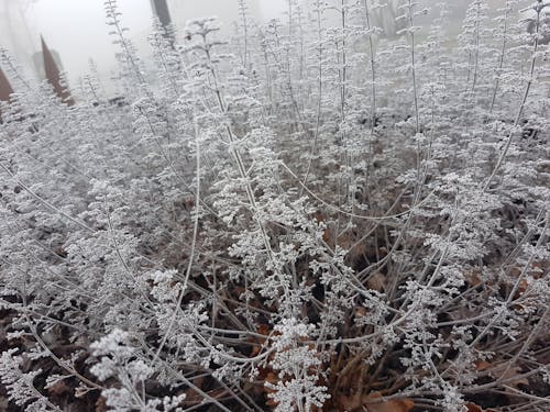 Fotos de stock gratuitas de blanco, hielo, invierno