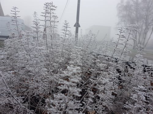 Fotos de stock gratuitas de blanco, hielo, invierno