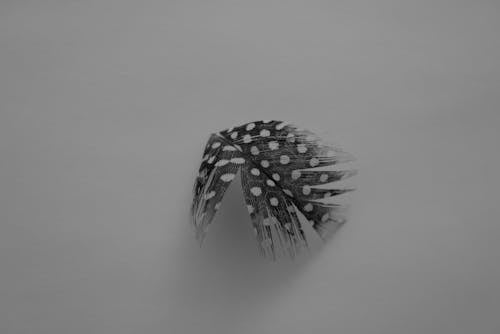 Black and White Photography of a Feather