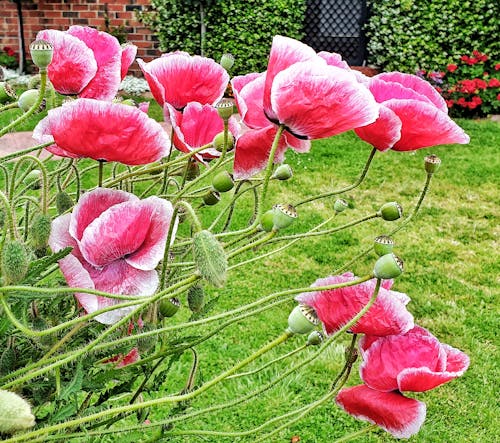 Gratis lagerfoto af blomsterplante, have baggrund, røde blomster