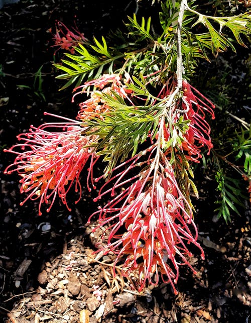 Gratis lagerfoto af australsk indfødt, blomstrende buske, blomstrende træ