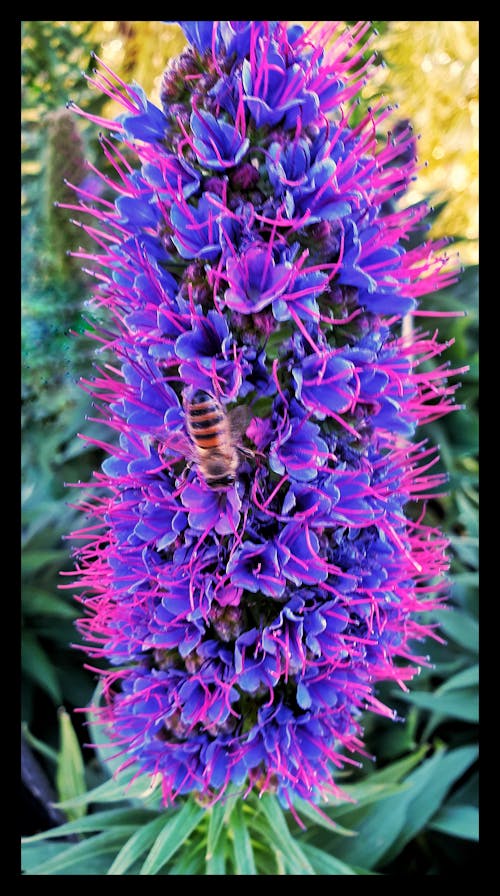 Gratis lagerfoto af bi, bi på blomst, blå blomst