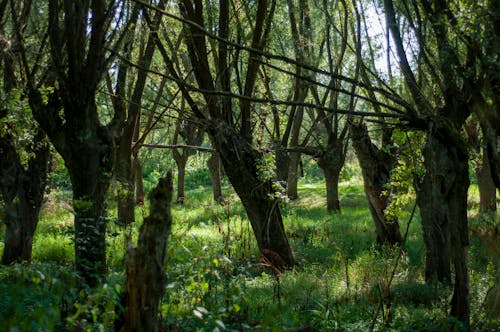 Foto stok gratis , alam, batang pohon