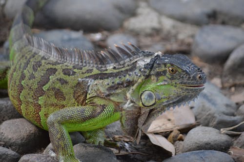 Foto d'estoc gratuïta de animal, bellesa a la natura, iguana