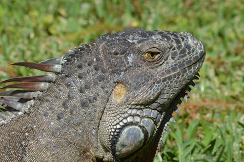 Close-up on Green Iguana Head