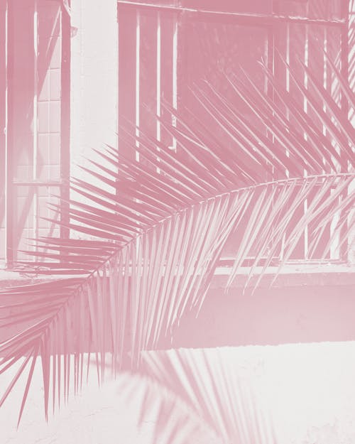 Foto profissional grátis de desvaneceu-se, fechar-se, folha de palmeira