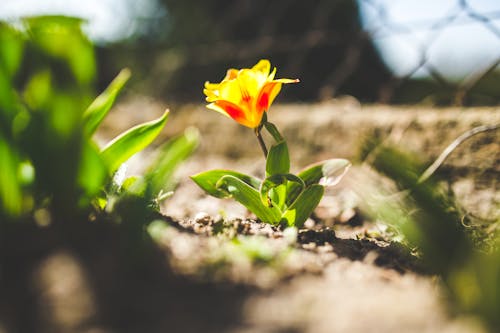 бесплатная Бесплатное стоковое фото с весна, выращивание, выращивать Стоковое фото