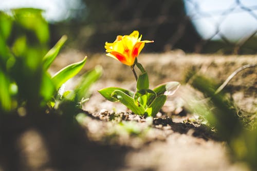 Yellow tulip in spring