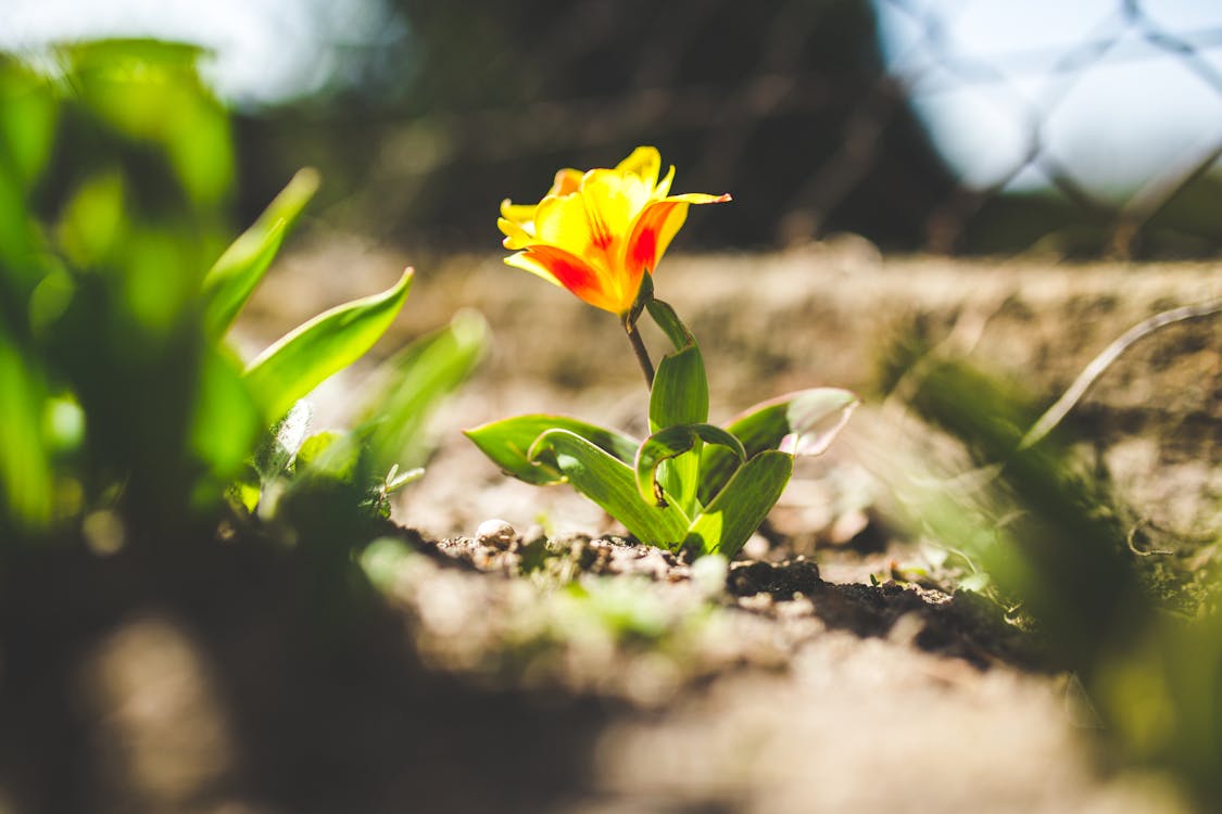 Free Yellow tulip in spring Stock Photo