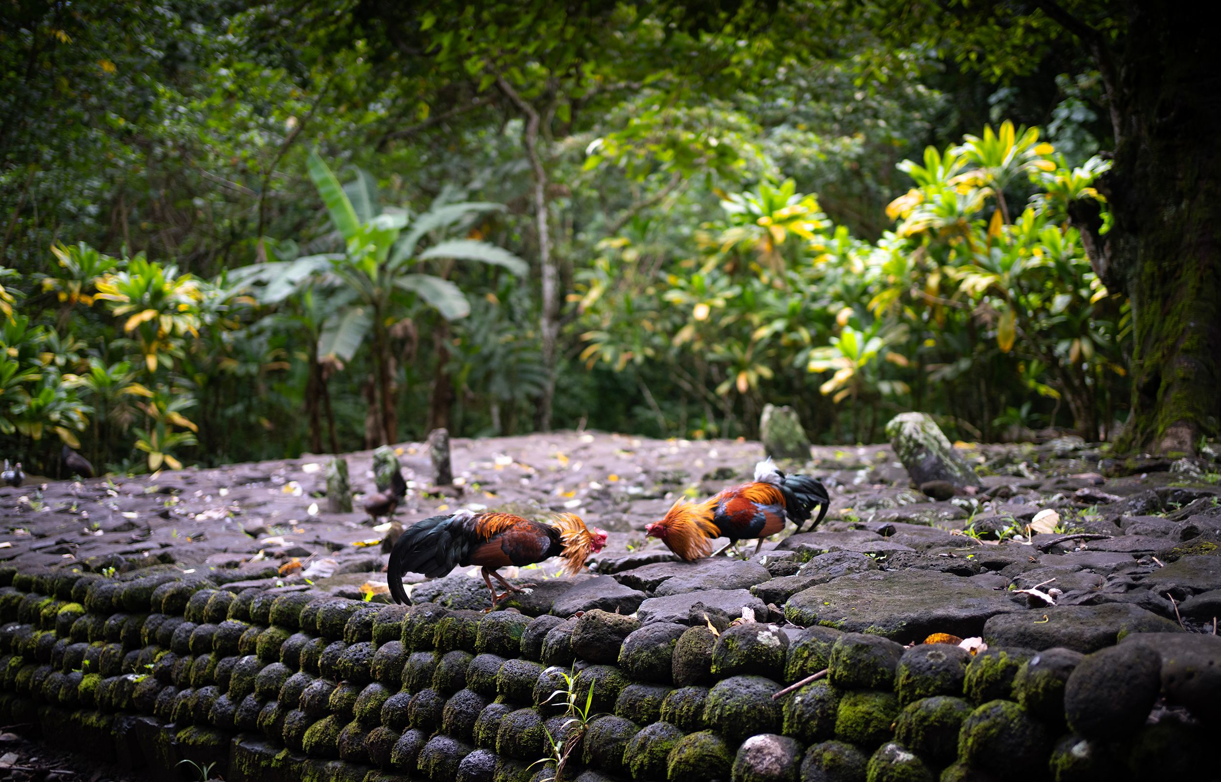 Roosters explore a mossy stone surface in a lush tropical garden in Moorea, French Polynesia.