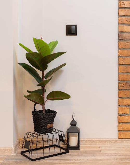 Potted plant on basket near lantern with candle in room