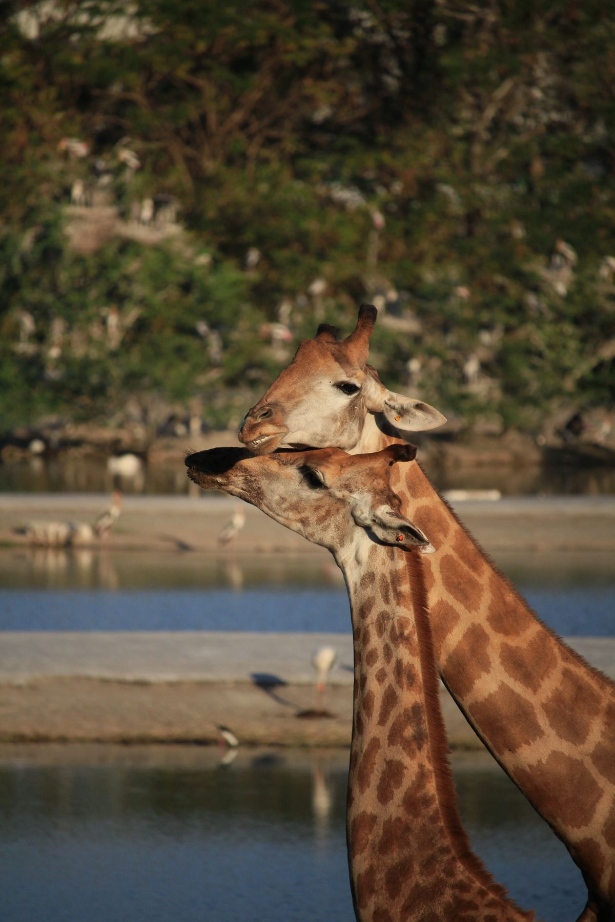 Wildlife and nature scene