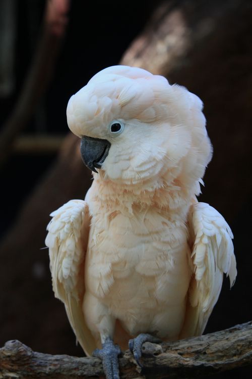 Free Salmon-crested cockatoo perched on a branch, showcasing its delicate feathers. Stock Photo