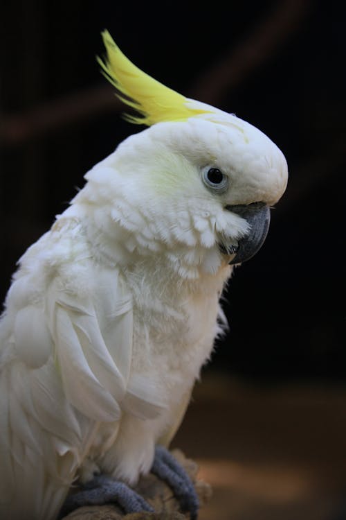 Gratis lagerfoto af aves, cacatua, cacatuidae